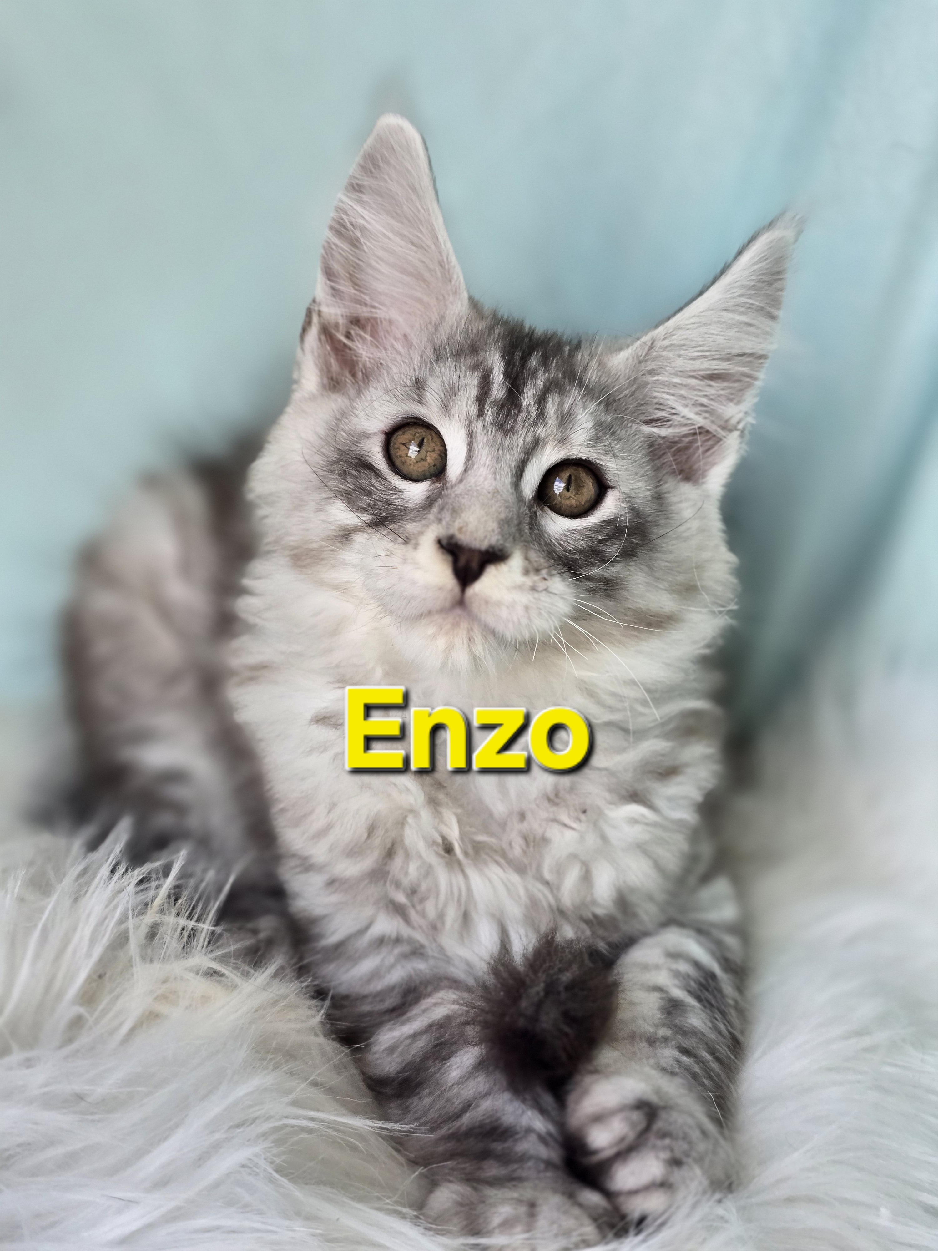 Enzo of Beauty Tiara Team — Maine Coon, Beauty Tiara Team